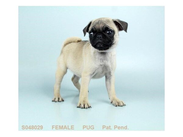 Pug DOG Female FN 5151 Petland Montgomery, Alabama