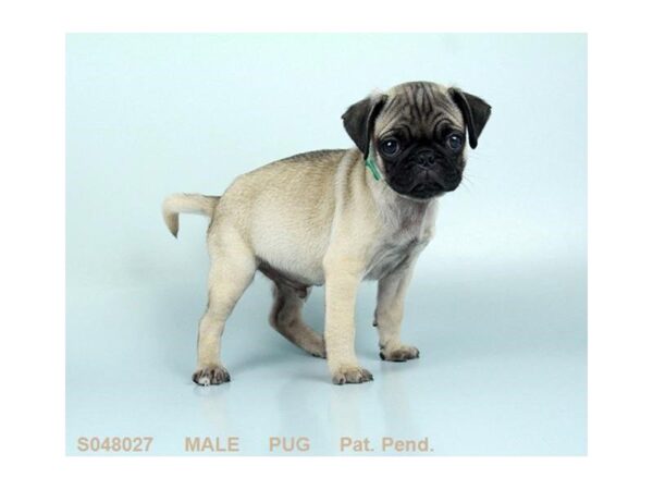 Pug-DOG-Male-FN-5152-Petland Montgomery, Alabama