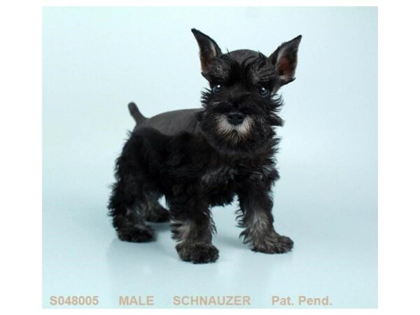 Miniature Schnauzer-DOG-Male-BLK & SLVR-5153-Petland Montgomery, Alabama