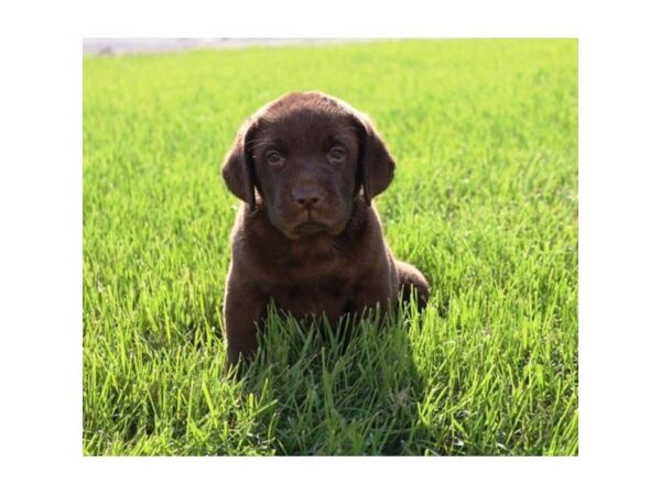 Labrador Retriever DOG Female Chocolate 5154 Petland Montgomery, Alabama