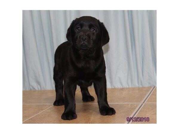 Labrador Retriever DOG Female Black 5156 Petland Montgomery, Alabama