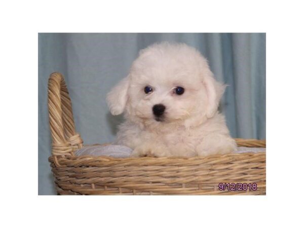 Bichon Frise DOG Female White 5157 Petland Montgomery, Alabama