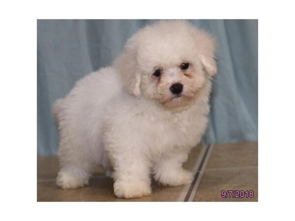 Bichon Frise DOG Male White 5158 Petland Montgomery, Alabama