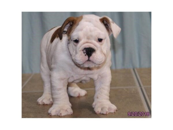 Bulldog-DOG-Male-Red Brindle / White-5159-Petland Montgomery, Alabama