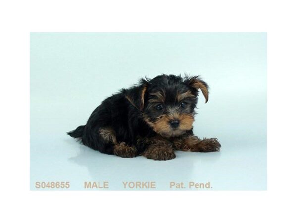 Yorkshire Terrier-DOG-Male-BLK & TN-5160-Petland Montgomery, Alabama