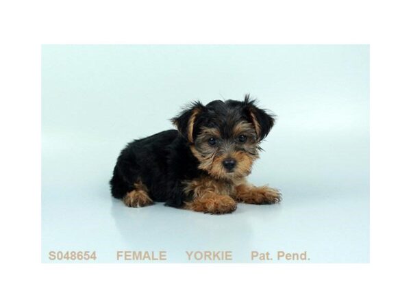 Yorkshire Terrier-DOG-Female-BLK & TN-5161-Petland Montgomery, Alabama