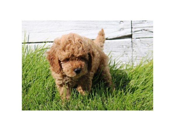 Goldendoodle Mini 2nd Gen DOG Male Golden 5162 Petland Montgomery, Alabama