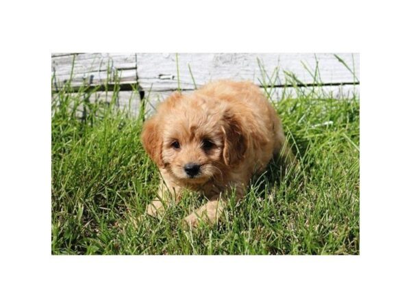 Goldendoodle Mini 2nd Gen-DOG-Male-Golden-5163-Petland Montgomery, Alabama