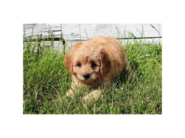 Goldendoodle Mini 2nd Gen DOG Male Golden 5163 Petland Montgomery, Alabama