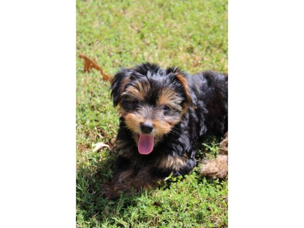 Yorkshire Terrier DOG Male Black / Tan 5155 Petland Montgomery, Alabama