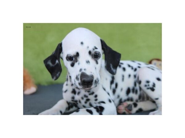 Dalmatian DOG Female blk & wh 5164 Petland Montgomery, Alabama