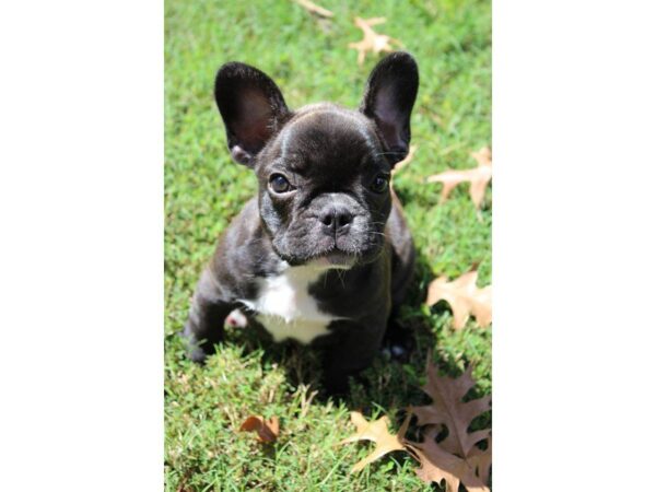 French Bulldog DOG Male Brindle 5165 Petland Montgomery, Alabama