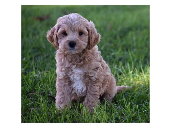 Goldendoodle Mini 2nd Gen-DOG-Male-Apricot-5166-Petland Montgomery, Alabama