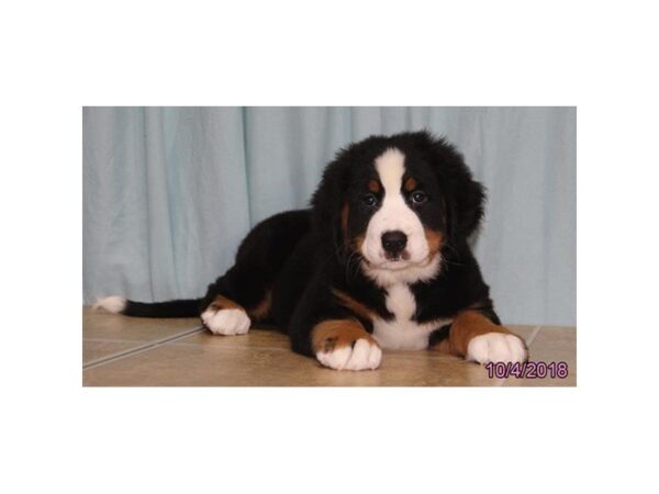 Bernese Mountain Dog DOG Female Black Rust / White 5167 Petland Montgomery, Alabama