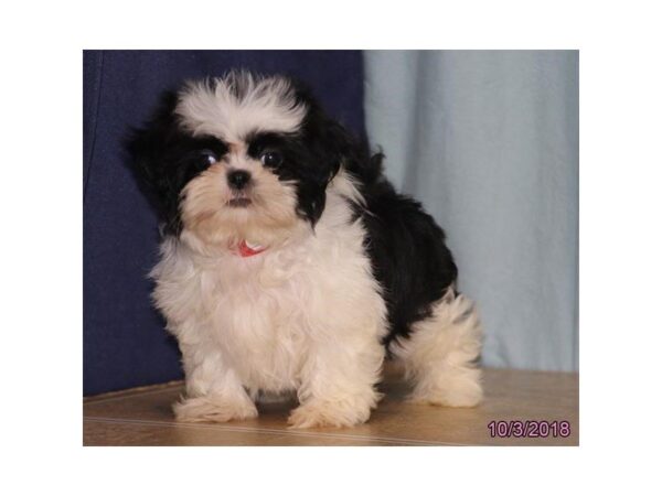 Shih Tzu DOG Female Black / White 5168 Petland Montgomery, Alabama