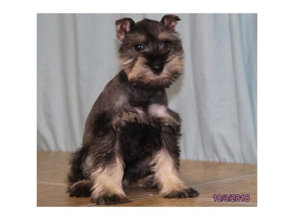 Miniature Schnauzer-DOG-Male-Salt / Pepper-5169-Petland Montgomery, Alabama