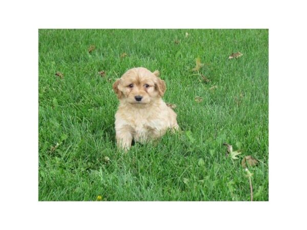 Goldendoodle Mini DOG Female Golden 5171 Petland Montgomery, Alabama