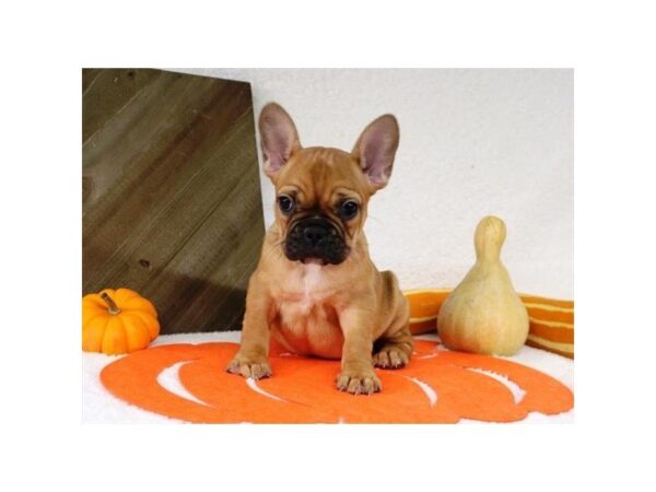 French Bulldog-DOG-Female-Fawn-5172-Petland Montgomery, Alabama