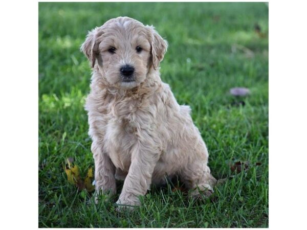 Goldendoodle 2nd Gen-DOG-Female-Apricot-5173-Petland Montgomery, Alabama