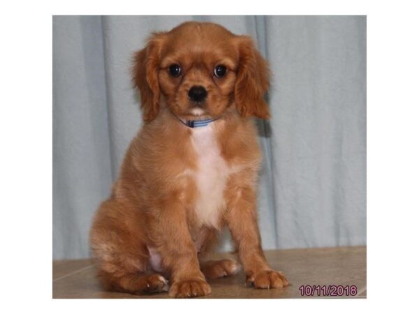 Cavalier King Charles Spaniel-DOG-Male-Ruby-5174-Petland Montgomery, Alabama