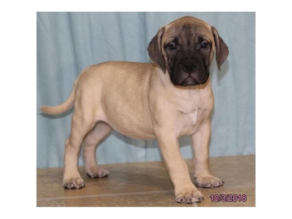 Bullmastiff DOG Female Red Fawn 5175 Petland Montgomery, Alabama