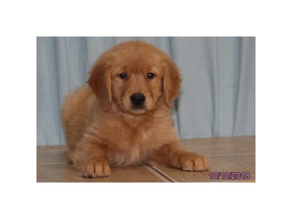Golden Retriever-DOG-Male-Golden-5176-Petland Montgomery, Alabama
