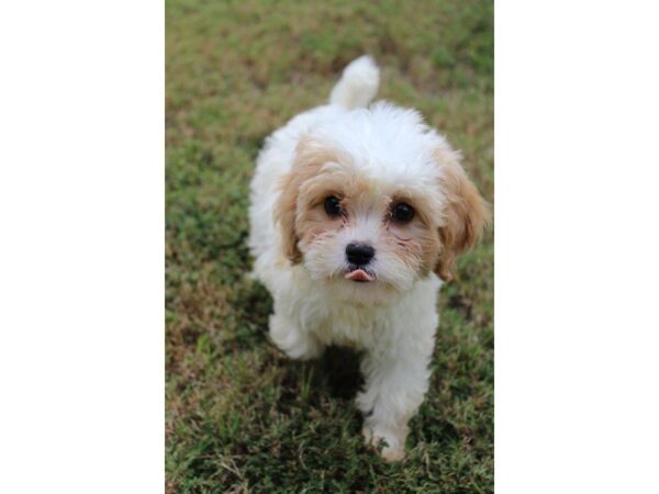 Cavachon-DOG-Male-rd & wh-5170-Petland Montgomery, Alabama