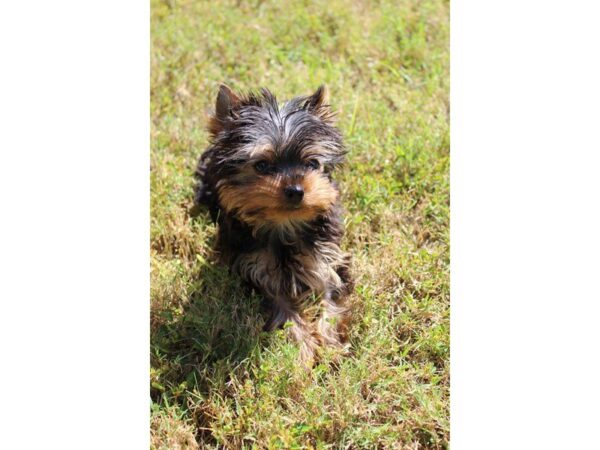 Yorkshire Terrier DOG Male Black / Tan 5177 Petland Montgomery, Alabama