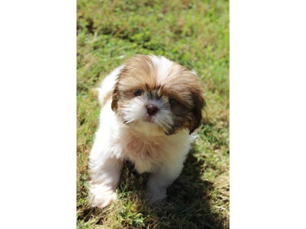 Shih Tzu-DOG-Female-White / Gold-5179-Petland Montgomery, Alabama