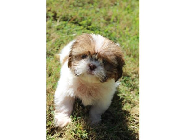 Shih Tzu DOG Female White / Gold 5179 Petland Montgomery, Alabama