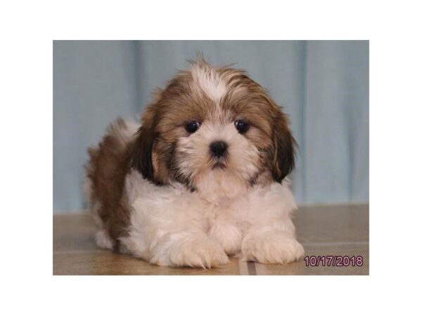 Shih Tzu DOG Female White / Gold 5196 Petland Montgomery, Alabama