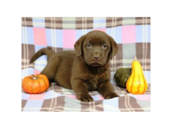 Labrador Retriever DOG Female Chocolate 5180 Petland Montgomery, Alabama