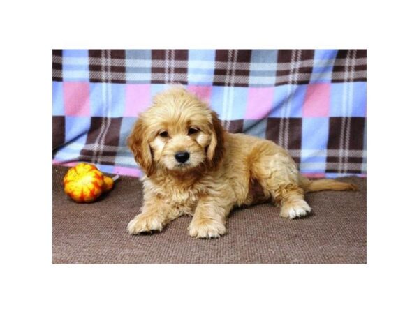 Goldendoodle Mini DOG Male Golden 5181 Petland Montgomery, Alabama