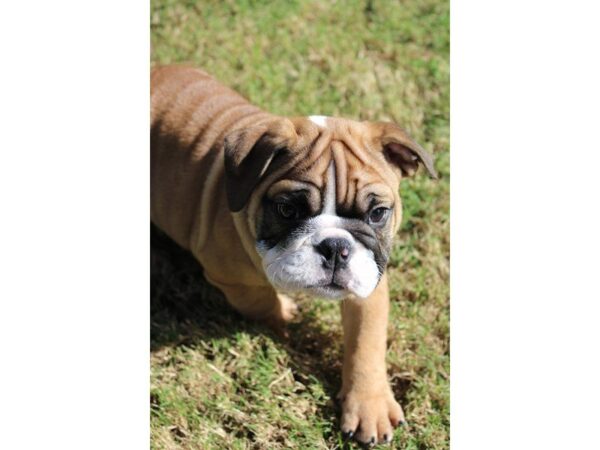 English Bulldog-DOG-Male-FN & WH-5182-Petland Montgomery, Alabama