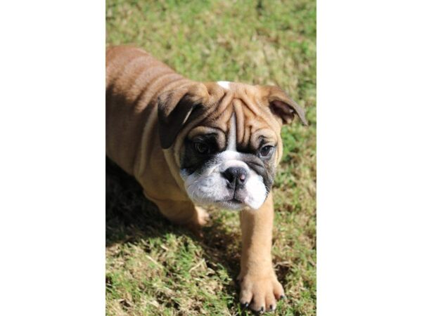 English Bulldog DOG Male FN & WH 5182 Petland Montgomery, Alabama