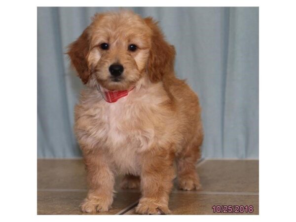 Goldendoodle Mini-DOG-Female-Red-5183-Petland Montgomery, Alabama
