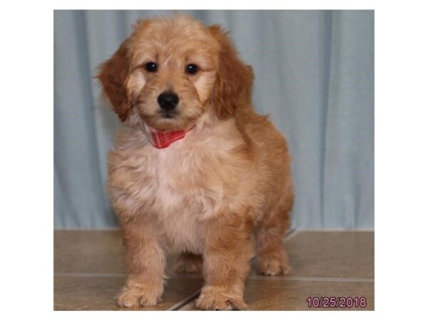 Goldendoodle Mini DOG Female Red 5183 Petland Montgomery, Alabama