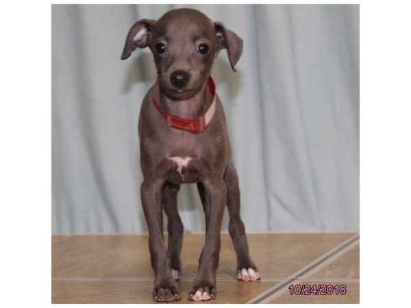 Italian Greyhound DOG Female Blue 5185 Petland Montgomery, Alabama