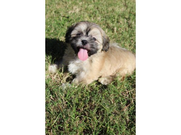 Lhasa Apso DOG Male FAWN 5187 Petland Montgomery, Alabama