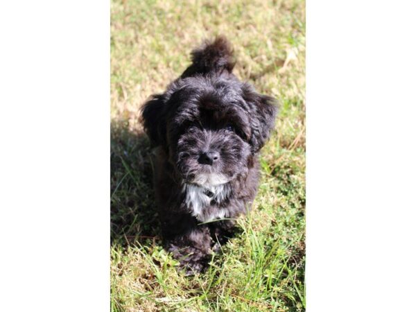 Havanese-DOG-Female-black w/ white-5186-Petland Montgomery, Alabama