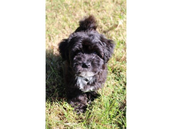 Havanese DOG Female black w/ white 5186 Petland Montgomery, Alabama