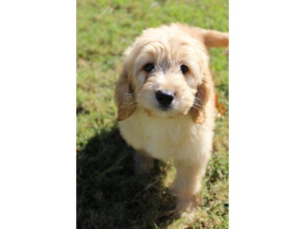 Goldendoodle Mini-DOG-Female-Golden-5189-Petland Montgomery, Alabama