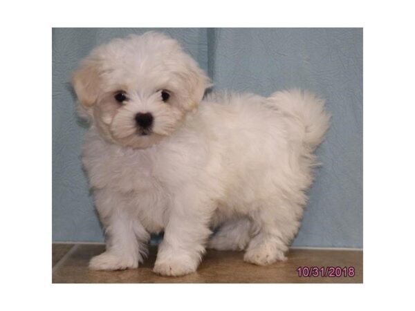 Maltese-DOG-Male-White-5191-Petland Montgomery, Alabama