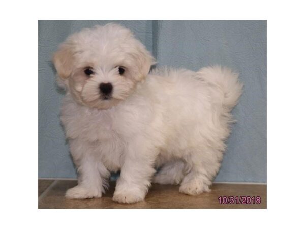 Maltese DOG Male White 5191 Petland Montgomery, Alabama