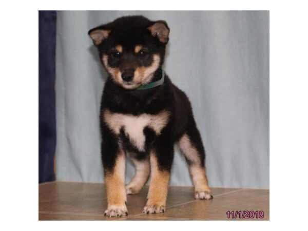 Shiba Inu DOG Male Tri-Colored 5193 Petland Montgomery, Alabama