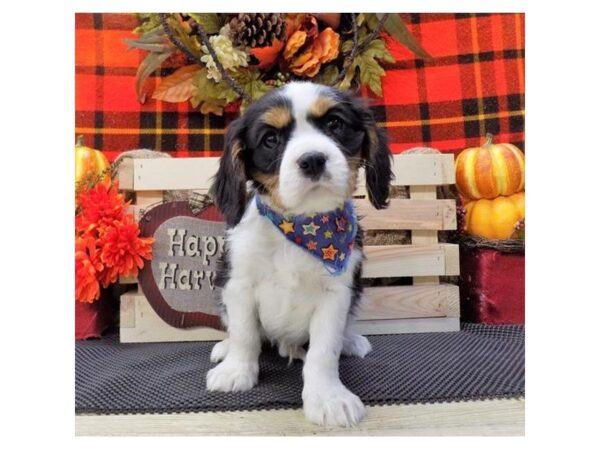 Cavalier King Charles Spaniel DOG Male Black / White 5210 Petland Montgomery, Alabama