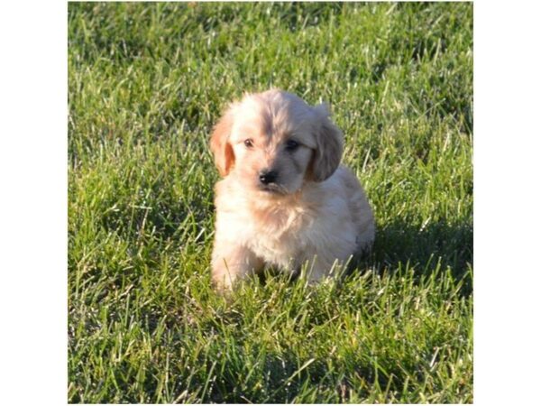 Goldendoodle Mini DOG Female Golden 5207 Petland Montgomery, Alabama