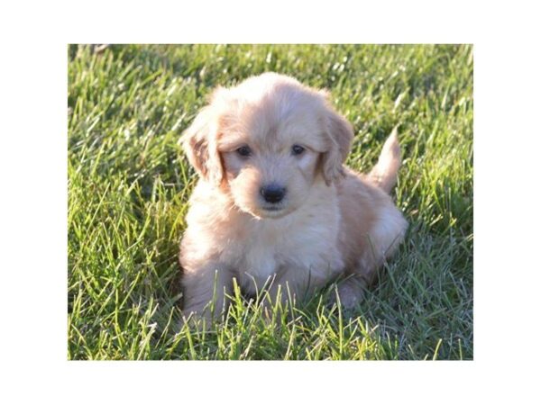 Goldendoodle Mini DOG Male Golden 5208 Petland Montgomery, Alabama