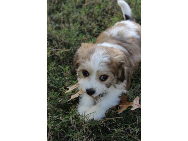Cavachon-DOG-Female-sable and white-5202-Petland Montgomery, Alabama