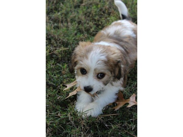 Cavachon DOG Female sable and white 5202 Petland Montgomery, Alabama